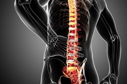 Low Back Pain - Lower Back - Conditions - Musculoskeletal - What